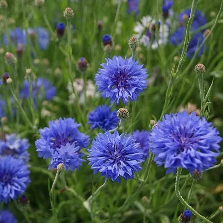 BloemenPracht — Een tuin vol kleurrijke bloemen