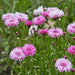 BloemenPracht — Een tuin vol kleurrijke bloemen